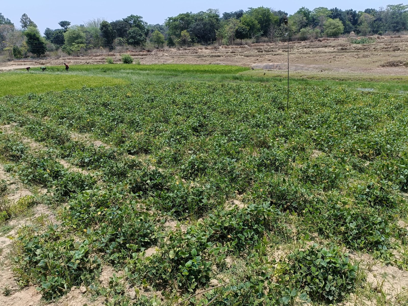 Power of a Collective action