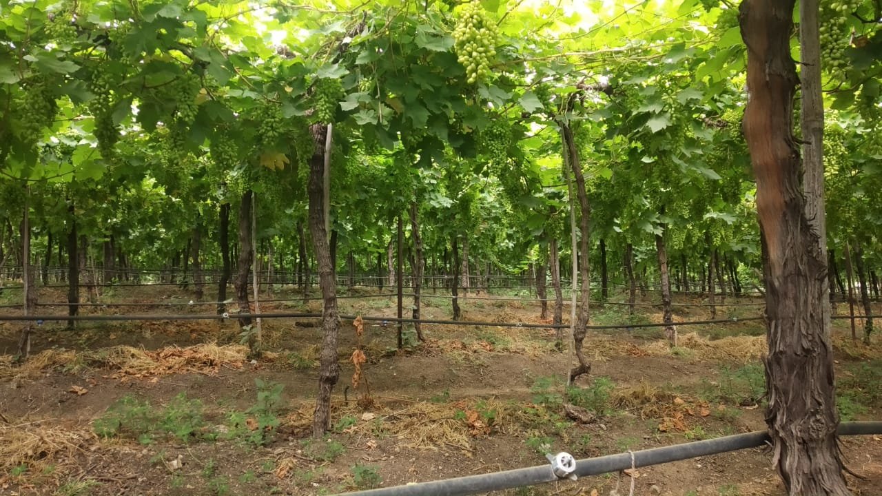 Human behaviour in Kadwanchi village has been positively influence by the availability of water