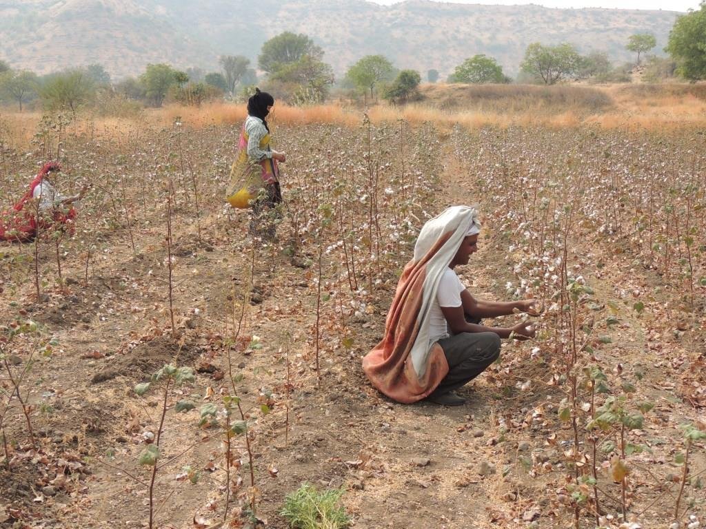 Cotton Farming