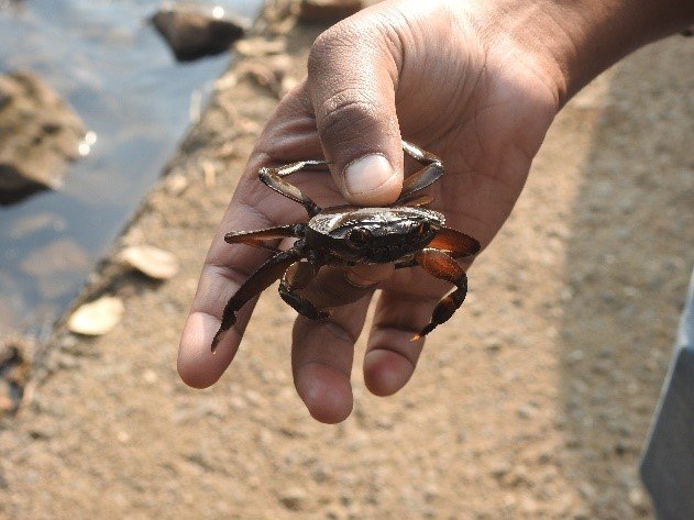 Dependence of Livelihood on Riparian Ecotones