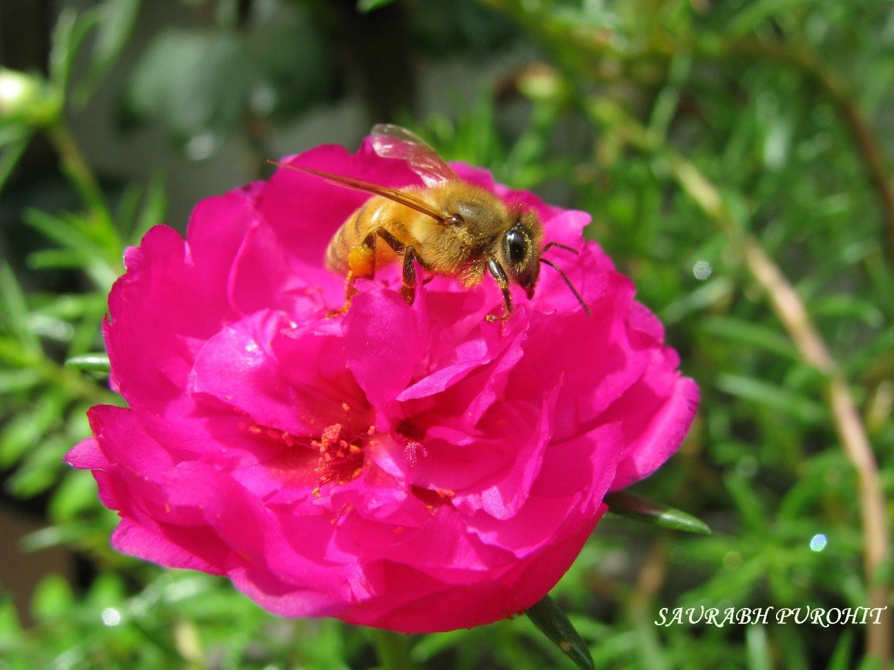 Nourishing the Planet: Pollinators as Natural Allies for Food Security