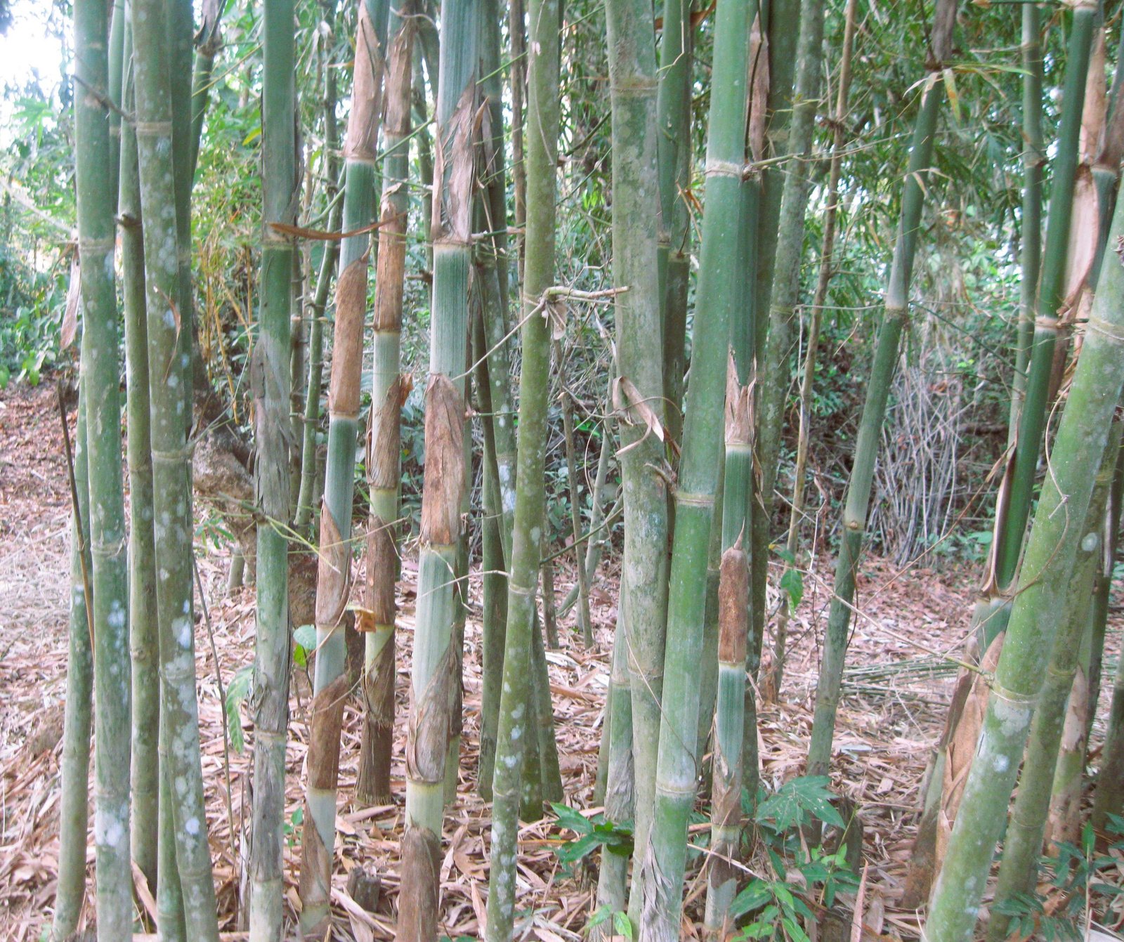 Bamboo