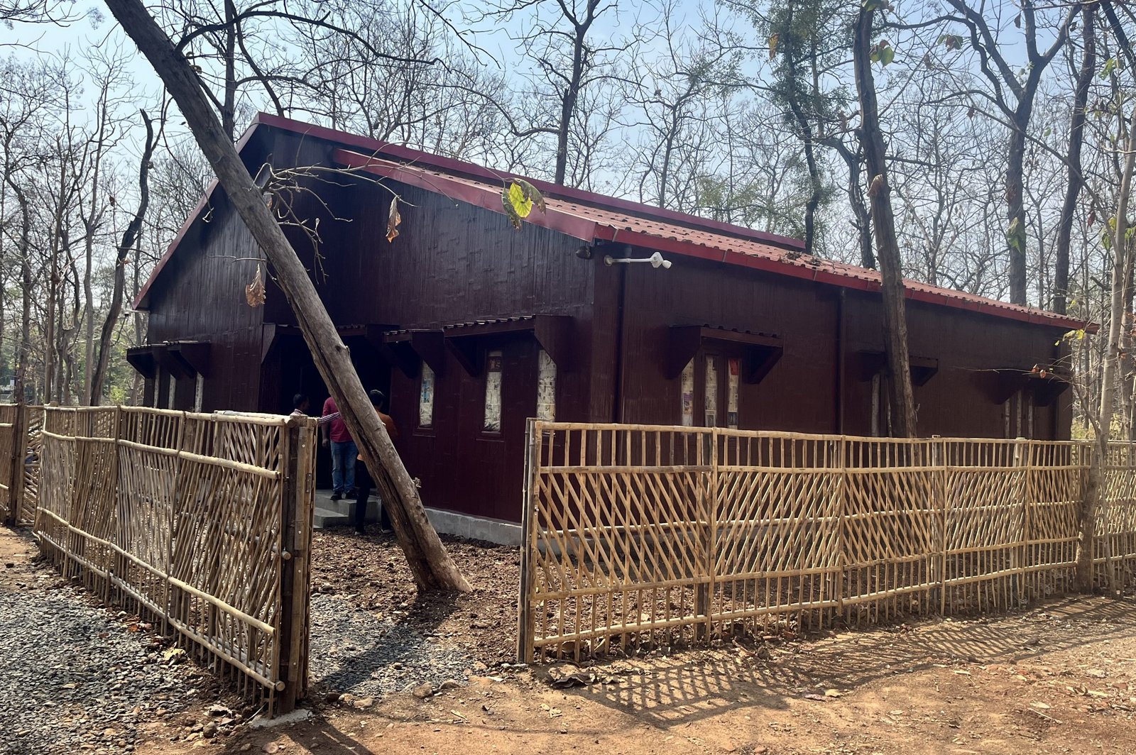 Bamboo: Harnessing Green Gold as a Nature-based Solution for a Sustainable Future and Improved Livelihoods