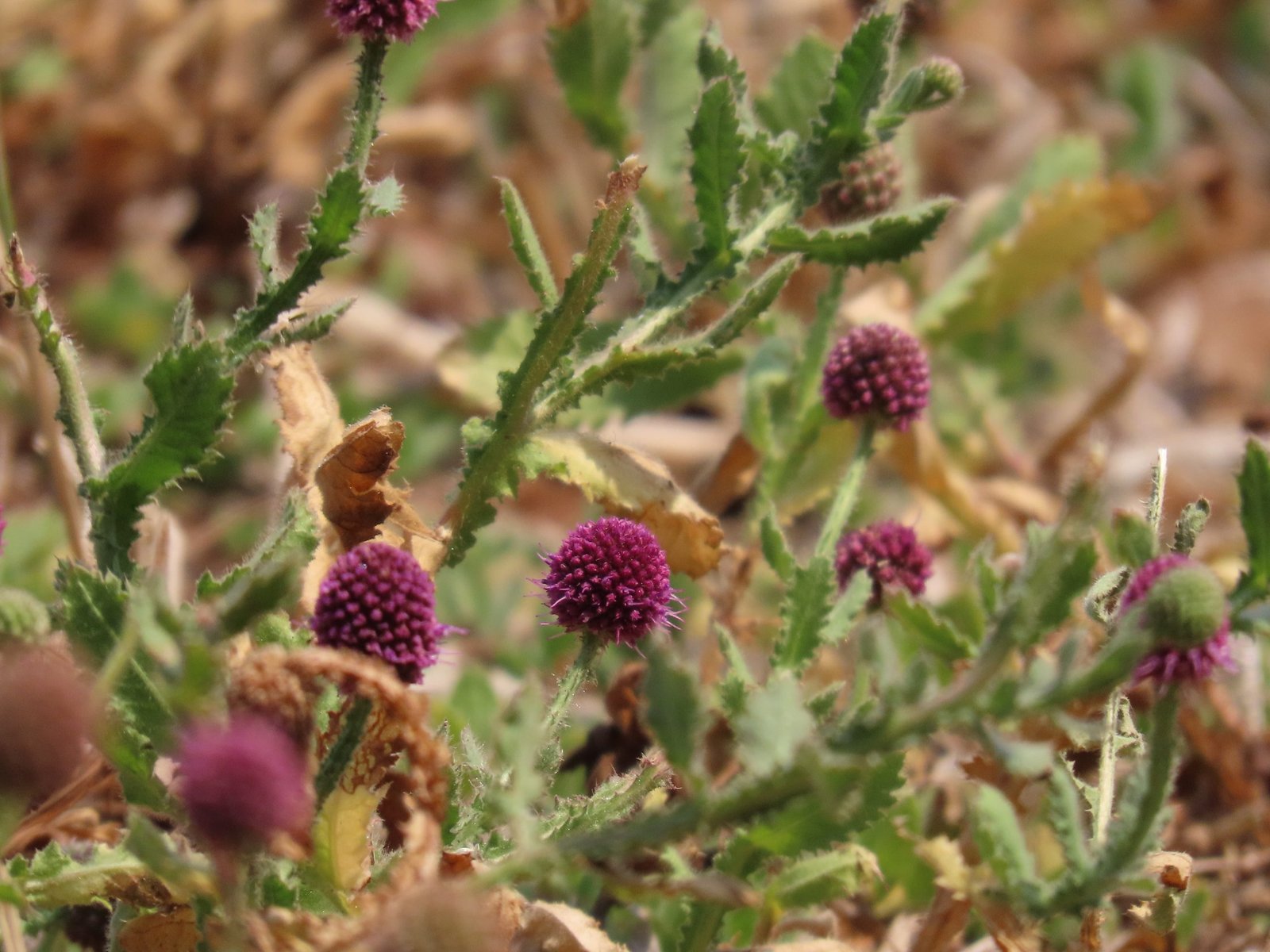 Nature's Remedies: Harnessing Traditional Wisdom for Menstrual Health in Maharashtra's Tribal Communities