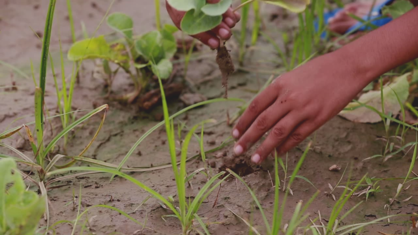 Van Mahotsav: India's Forest Festival and its Role in Shaping a Green Tomorrow