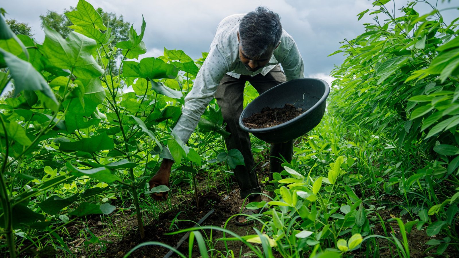Climate Resilient Agriculture: A Comprehensive Guide for Drought Mitigation in India