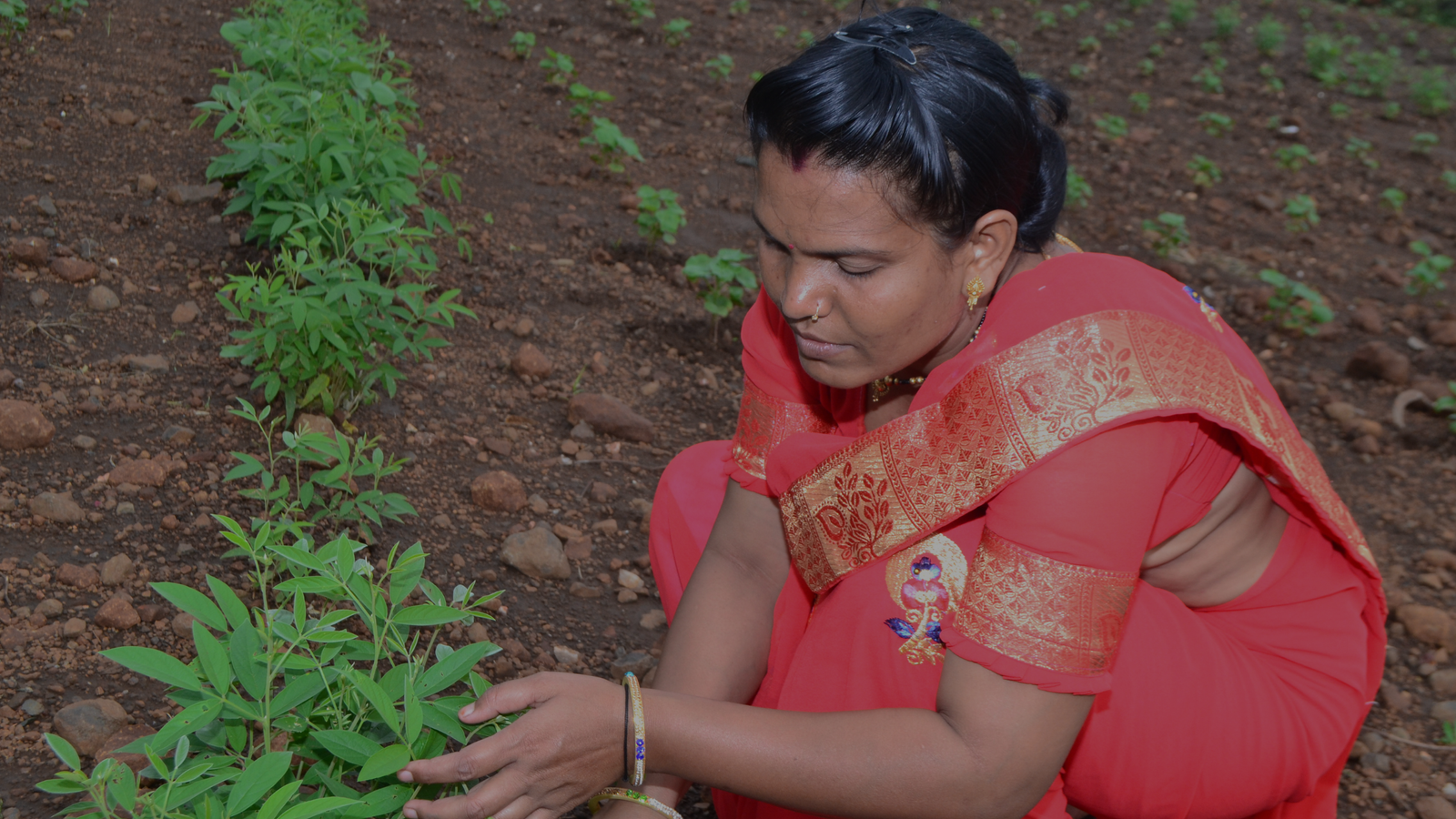 The Bloom of Devnalamal: Kanta Golayit's Story of Resurgence