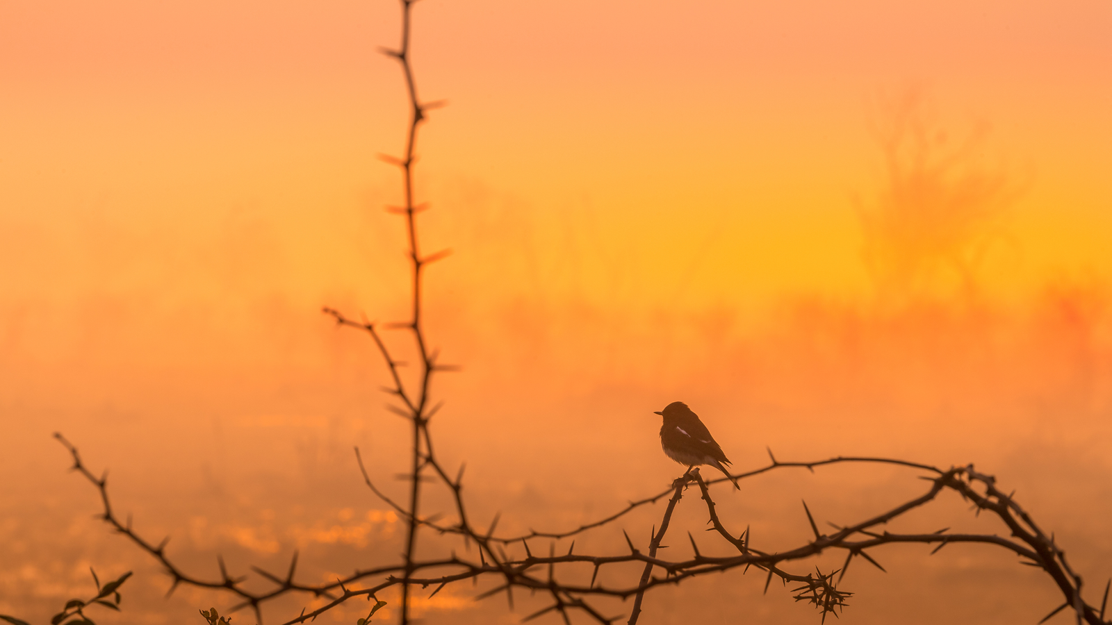 Global Warming at 1.5°C and 2.0°C: Implications for Rainfall and Temperature Changes in the Indian Region