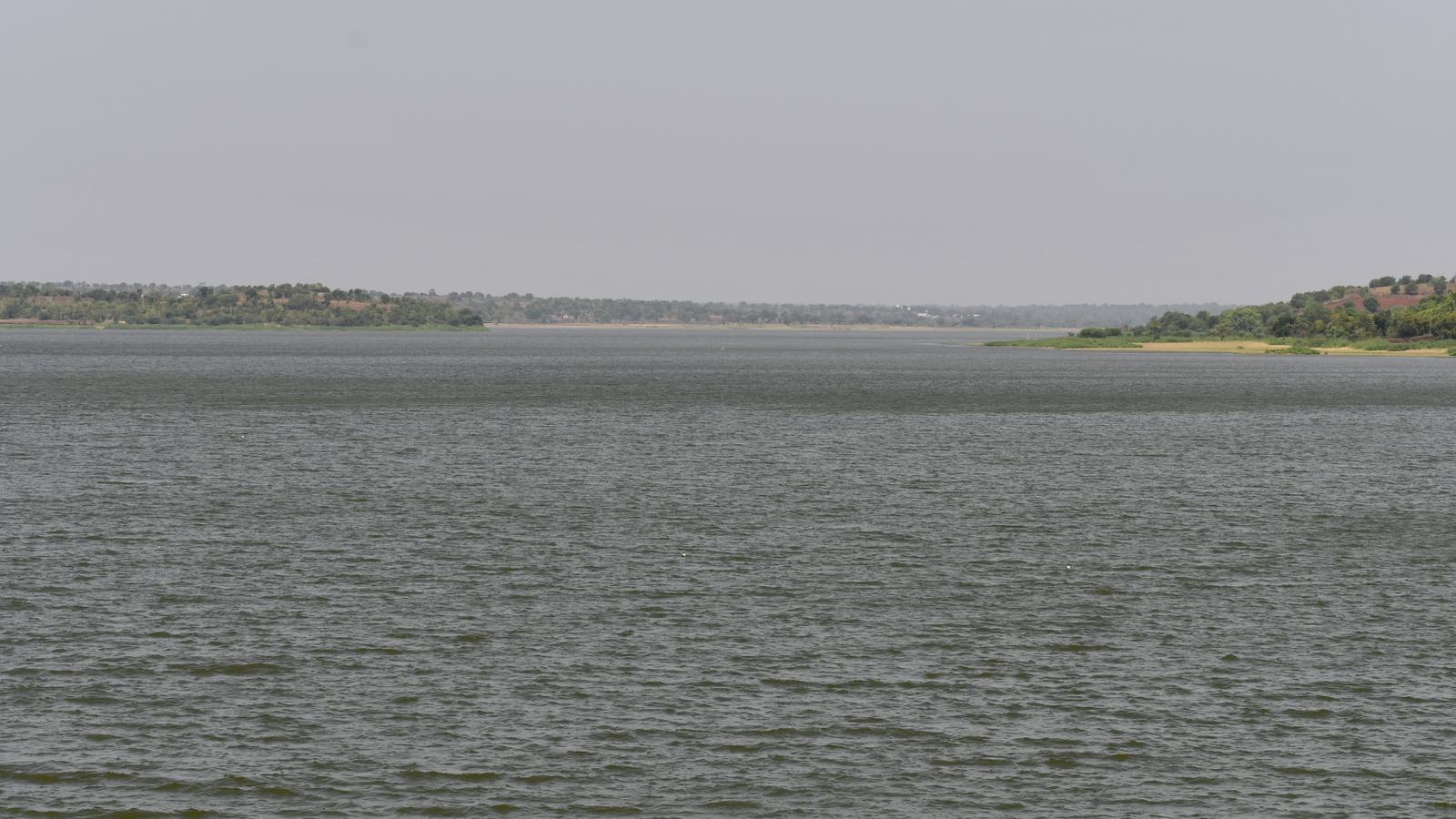 Plankton: The Unsung Heroes Powering Our Planet's Future