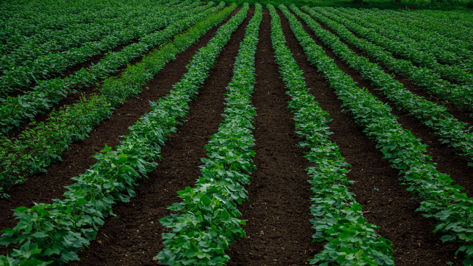 Training to Cultivate Resilience in India's Agricultural Landscape: Training on CRA Practices