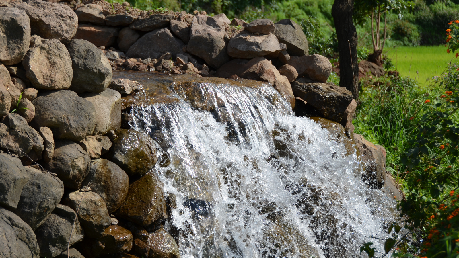 10 NGOs Championing Environmental Sustainability in India