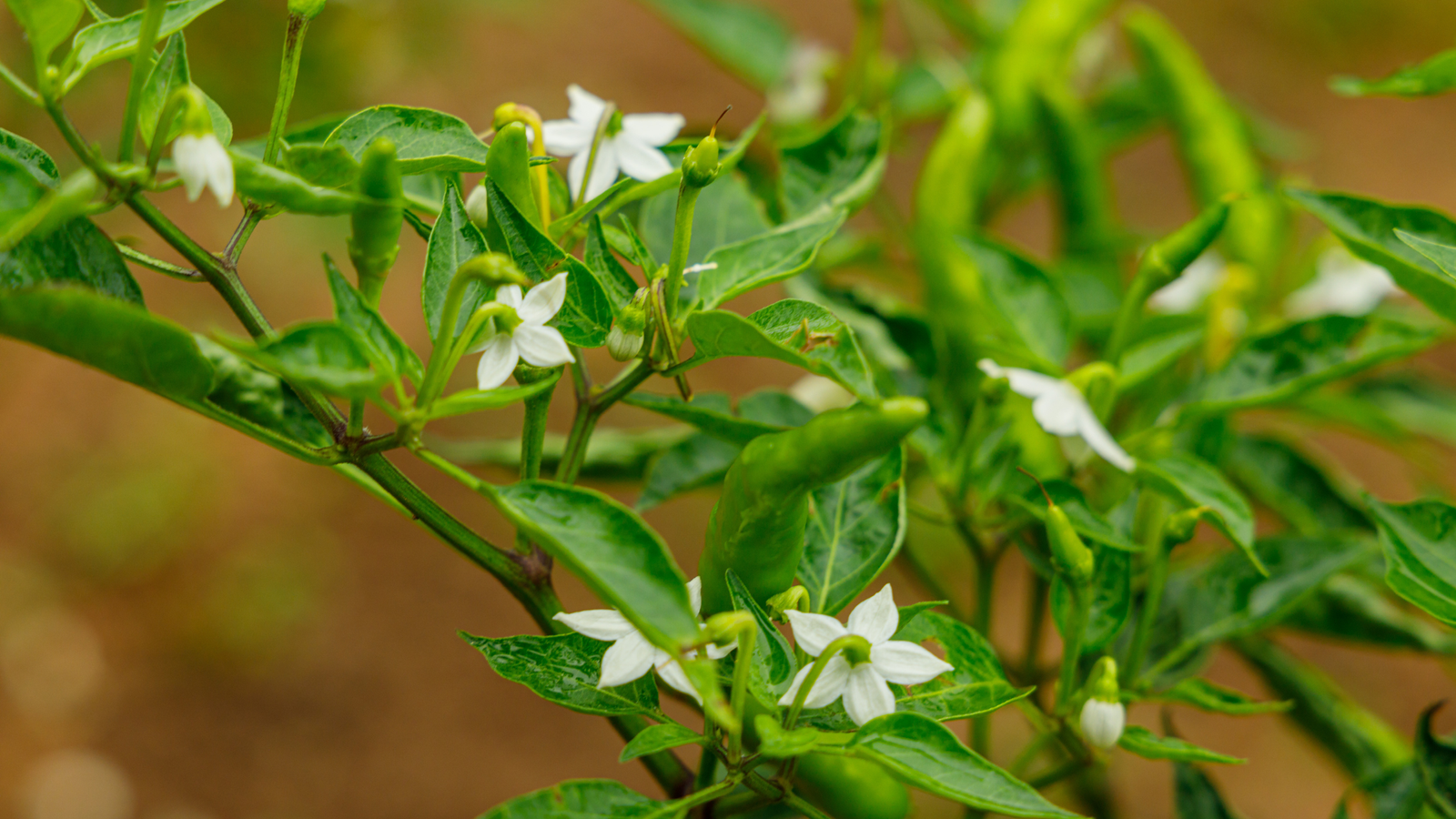 Champion the Ecosystems-based Approach for Sustainable Ecosystems