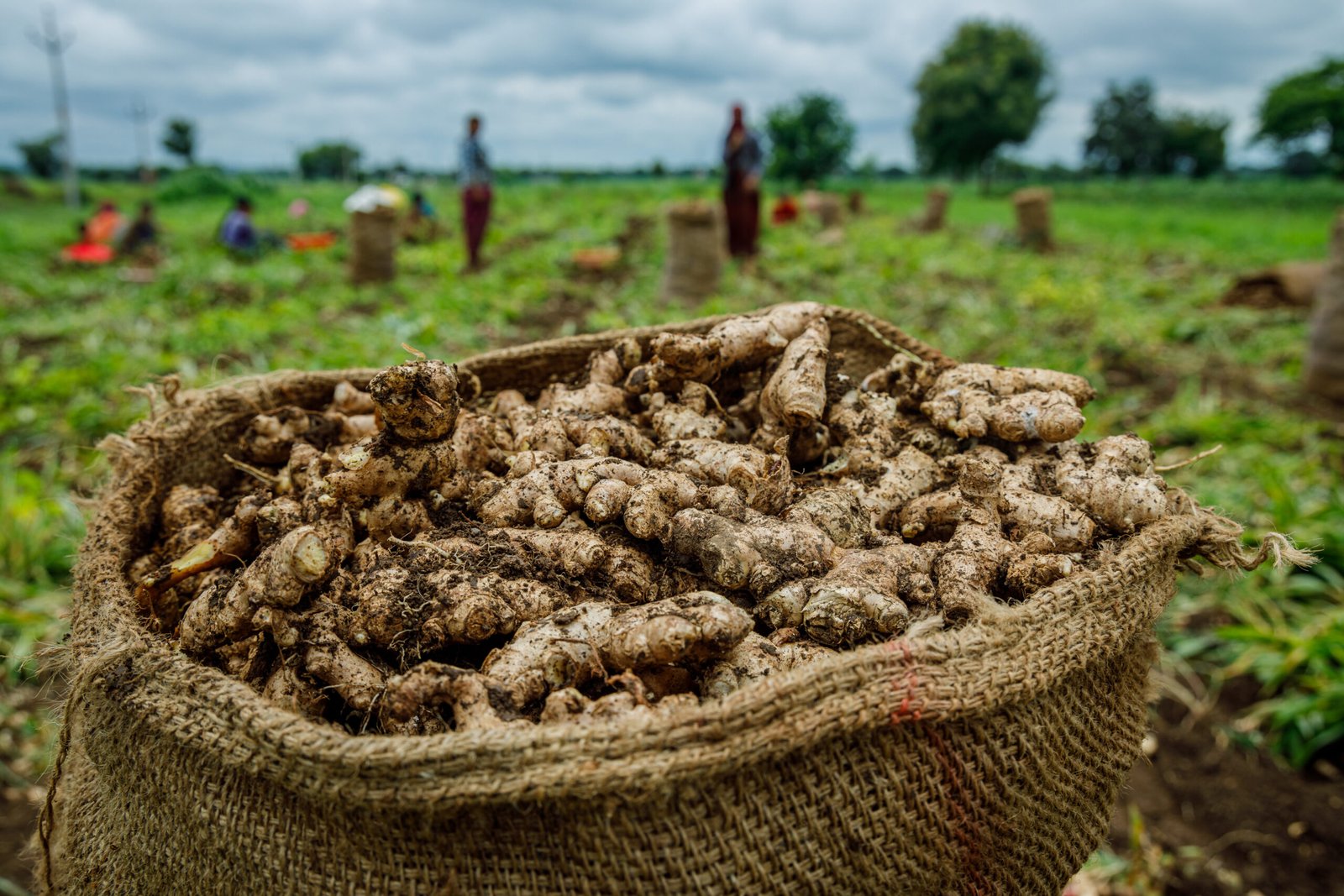 The MoU, signed in December 2023 is aimed at building the agricultural resilience of communities across Maharashtra