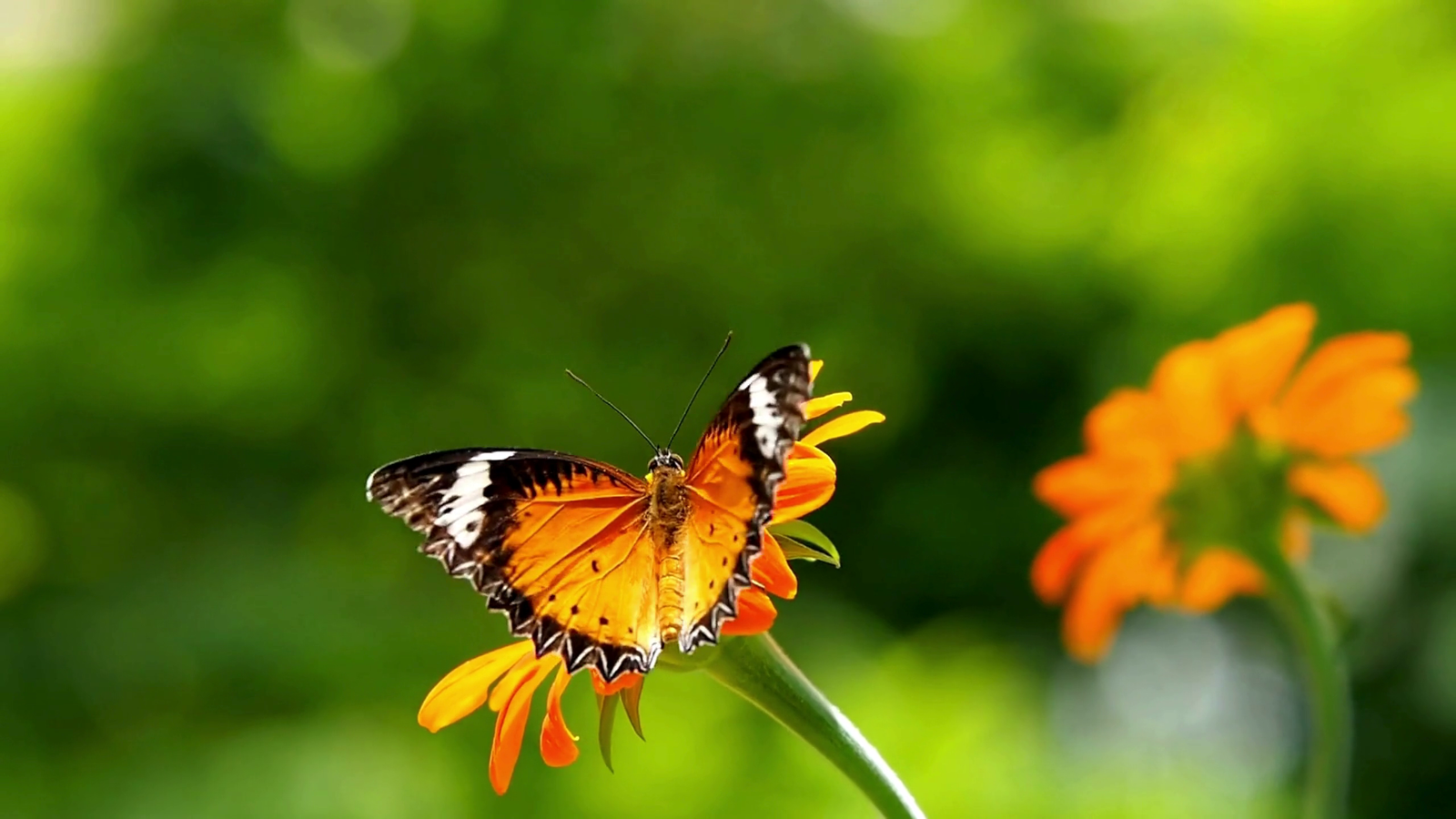 A Vibrant Concerto: Why Protecting India's Rural Biodiversity is Vital for a Resilient Future