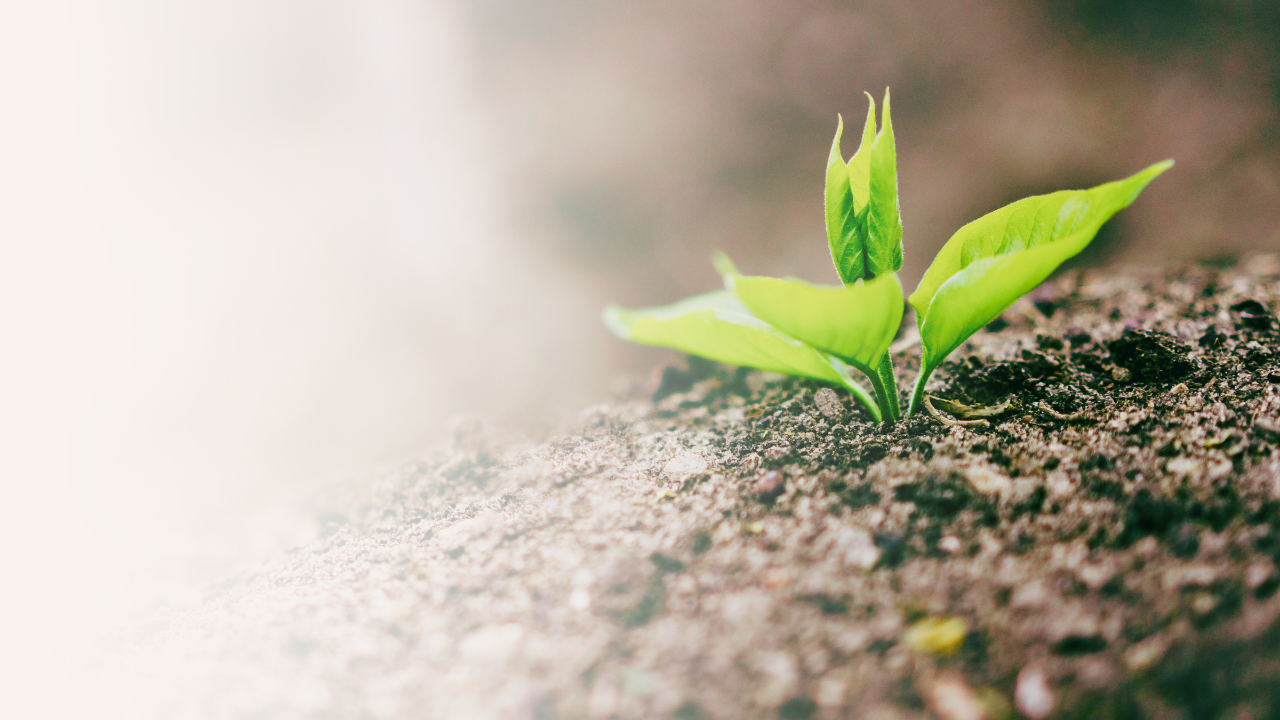 Can Rocks Grow Grains? - A Saga from Rajasthan