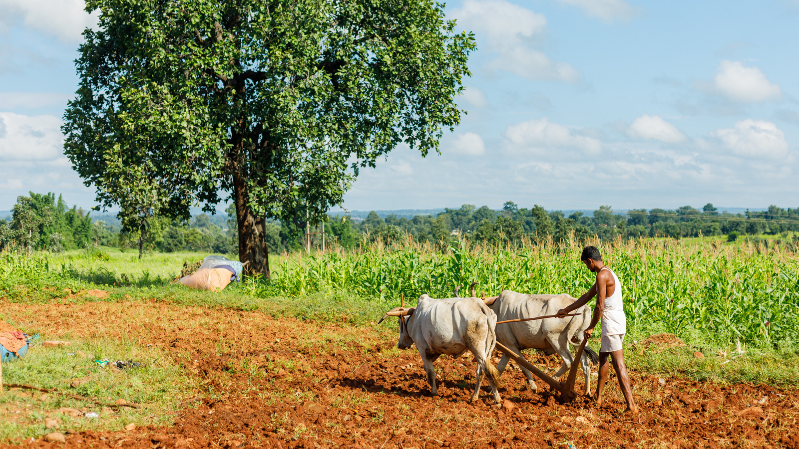 Farmer Producer Organisations: Key Drivers in Strengthening Food Systems and Ensuring Food Security