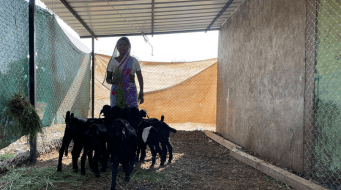 Why The Goats Won’t Die On Her Watch