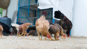 Backyard Poultry Farming Gives Women’s Aspirations Financial Flight