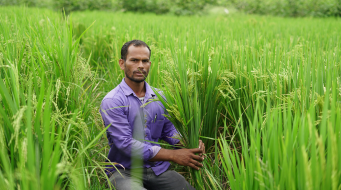 In Narayanpet, Rice Intensification Helps Farmers Grow More With Less