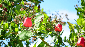 Cracking the Code to Sustainable Development: The Odisha Cashew Story