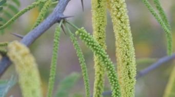 Ecosystem Services and Disservices of Prosopis juliflora in arid and semi-arid landscapes