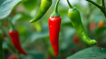 A hot summer for Indian chilies