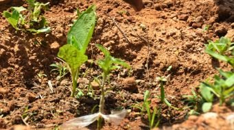 From Barren Land to Prosperity: A Tale of Agricultural Transformation