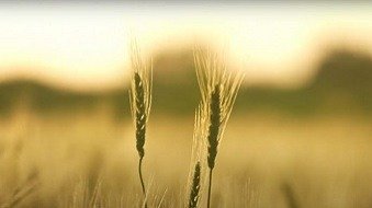 Climate Stresses Impacting Semi-Arid Farming Systems in India