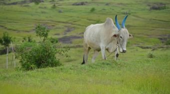 Enhancing Livestock Sustainability: The Role of Ecosystem-based Adaptation (EbA) in Rural Economies