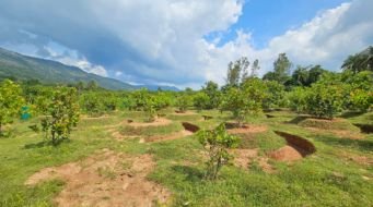 These half-moon shaped bunds are contributing to increased cashew yields in Odisha