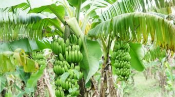 This Family Mostly Survived on Rice or Jowar with Chilli