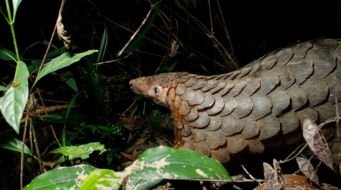 Chinese Pangolin