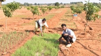 Jharkhand WOTR mango