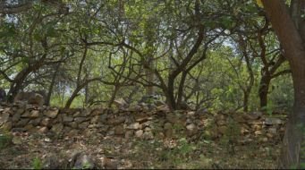 Odisha water management