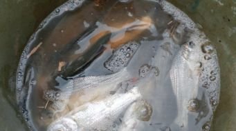 Fish farm pond India rural development